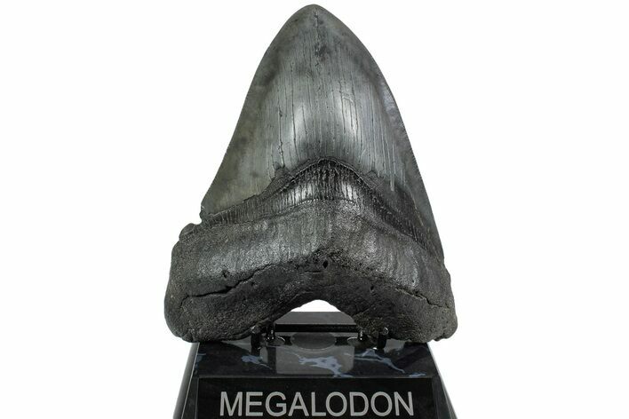 Huge, Fossil Megalodon Tooth - Thick, Heavy Tooth #223931